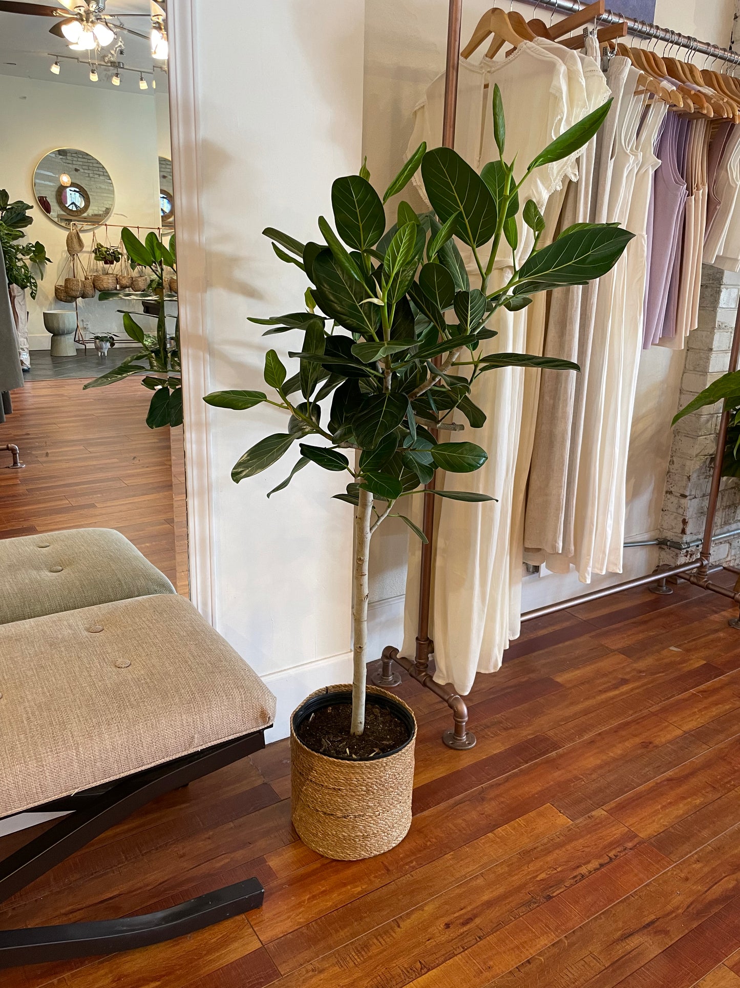 Ficus Audrey