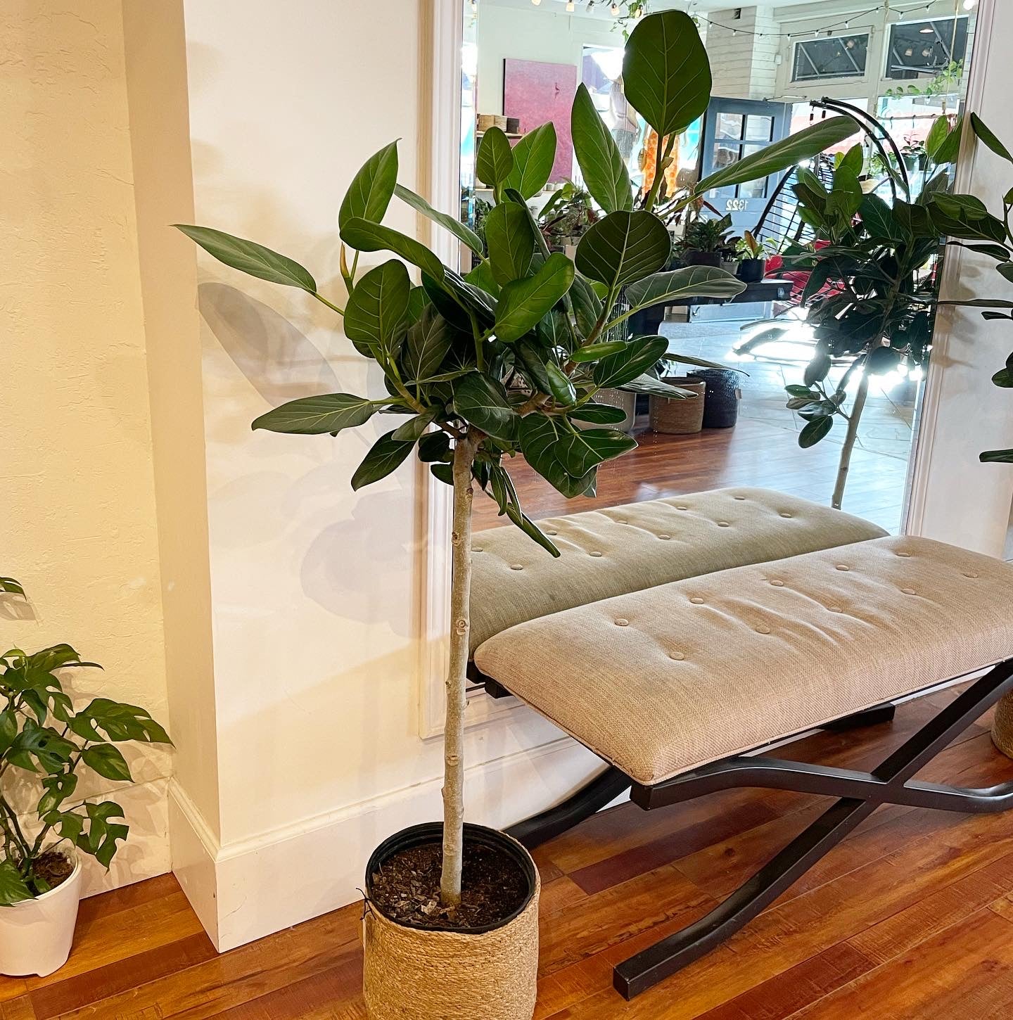 buy ficus audrey Ficus Audrey Standard Tree Live Banyan Tree in Premium 10 inch White Fiberglass Pot