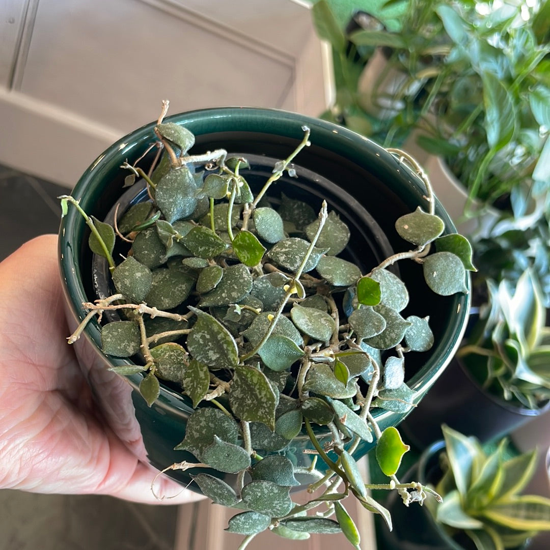 Hoya Curtisii