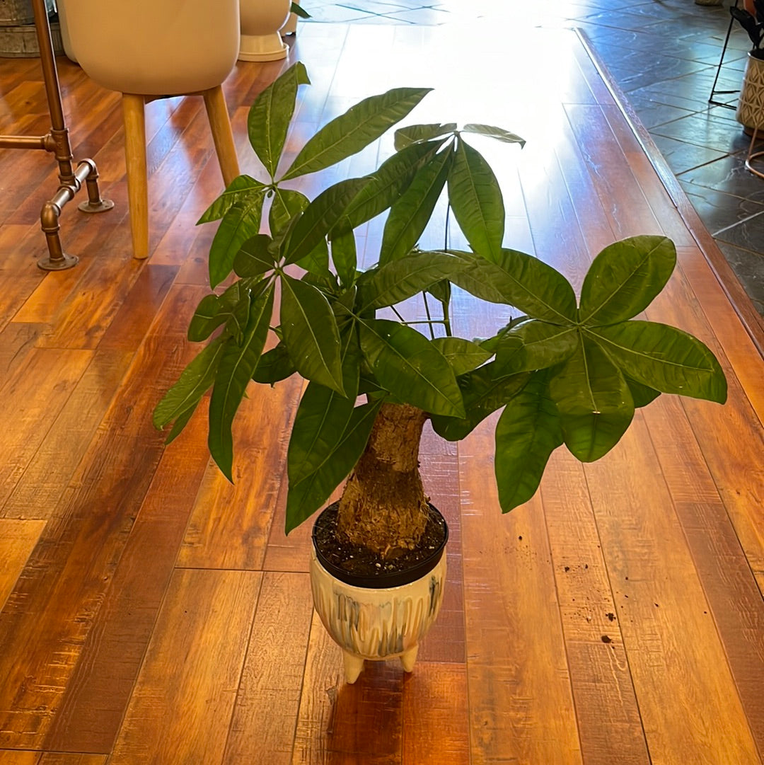 Pachira Stump (Money Tree)