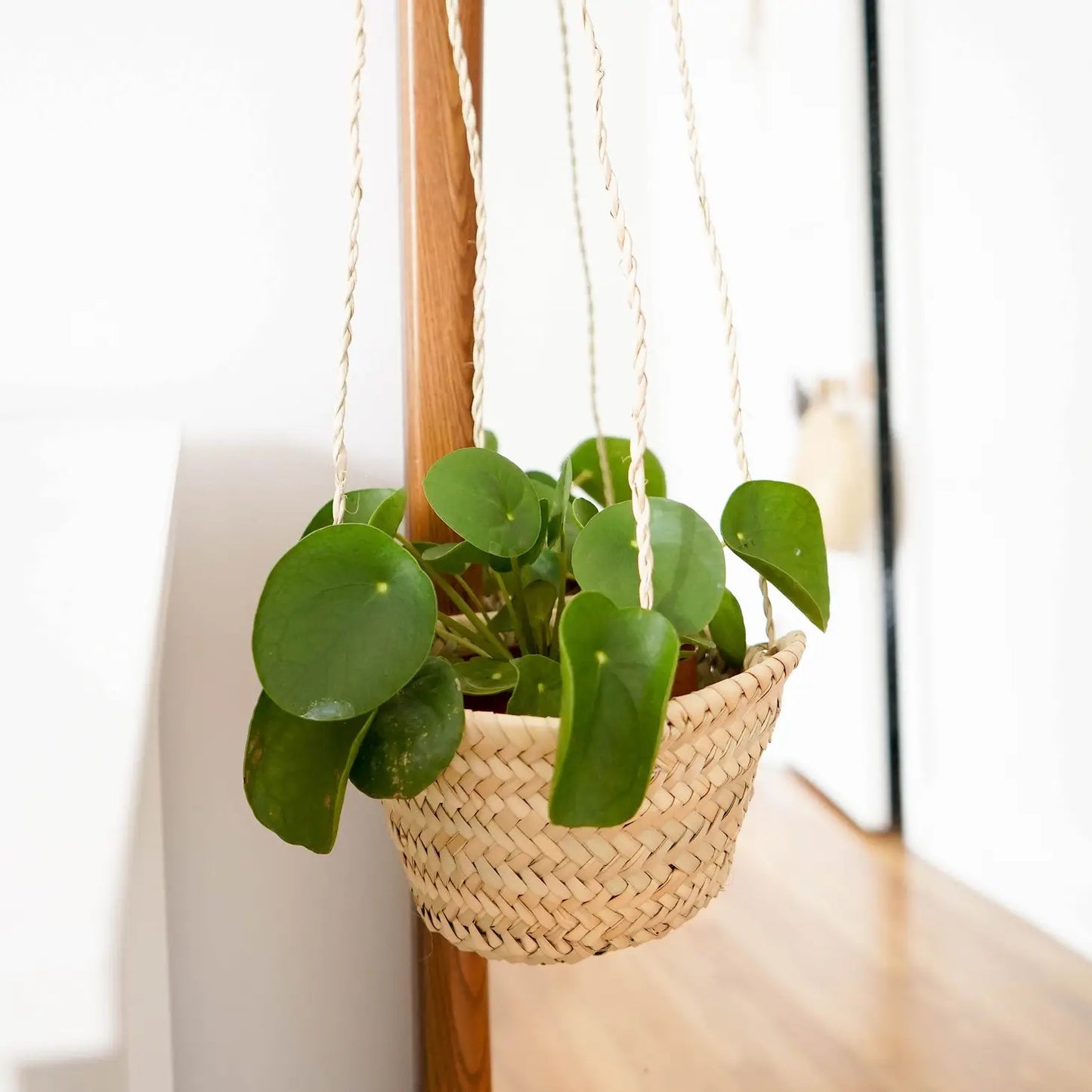 Socco Designs, Everglades Straw Plant Hanger