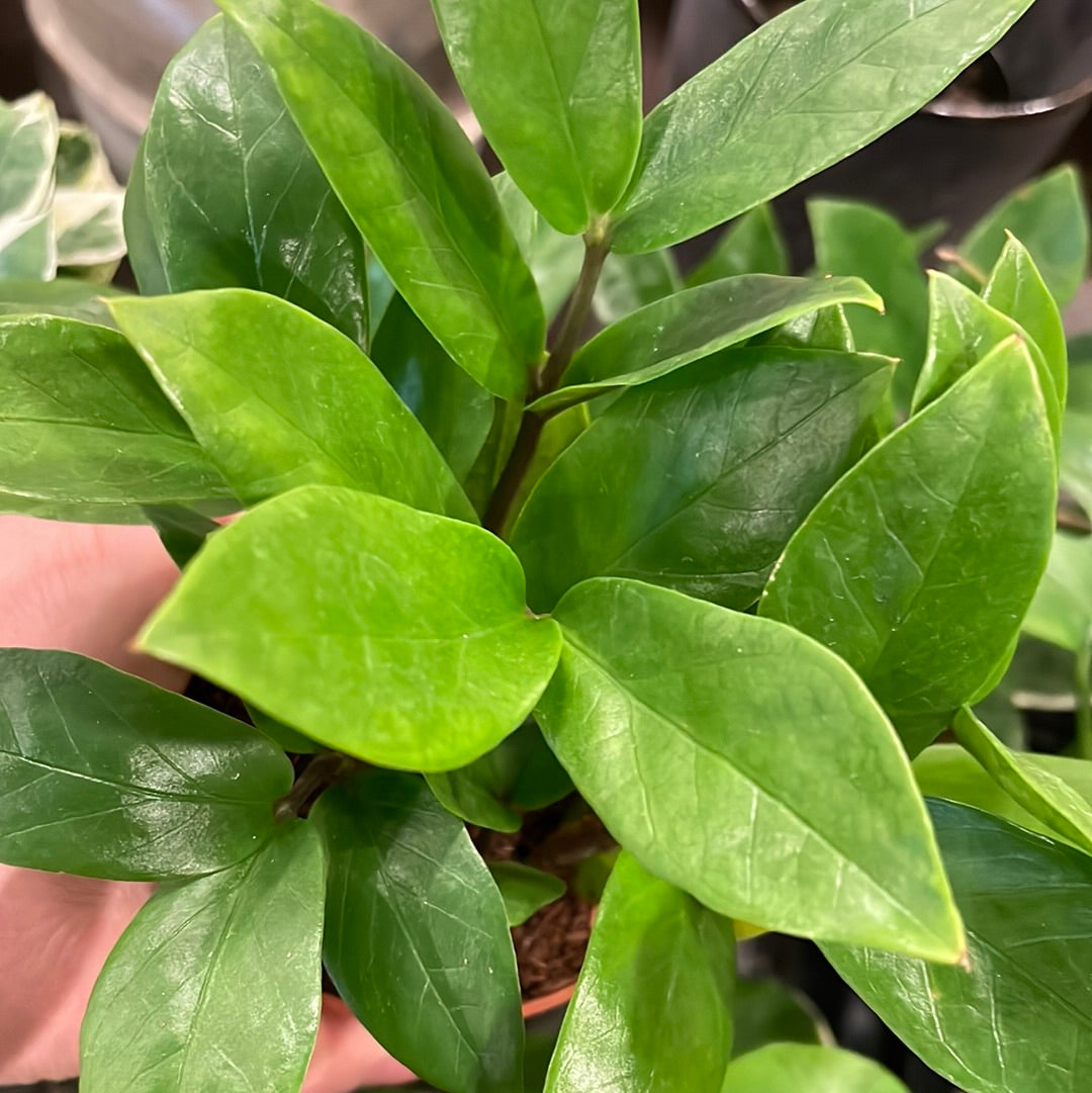 Zamioculcas Zamiifolia (ZZ Plant)