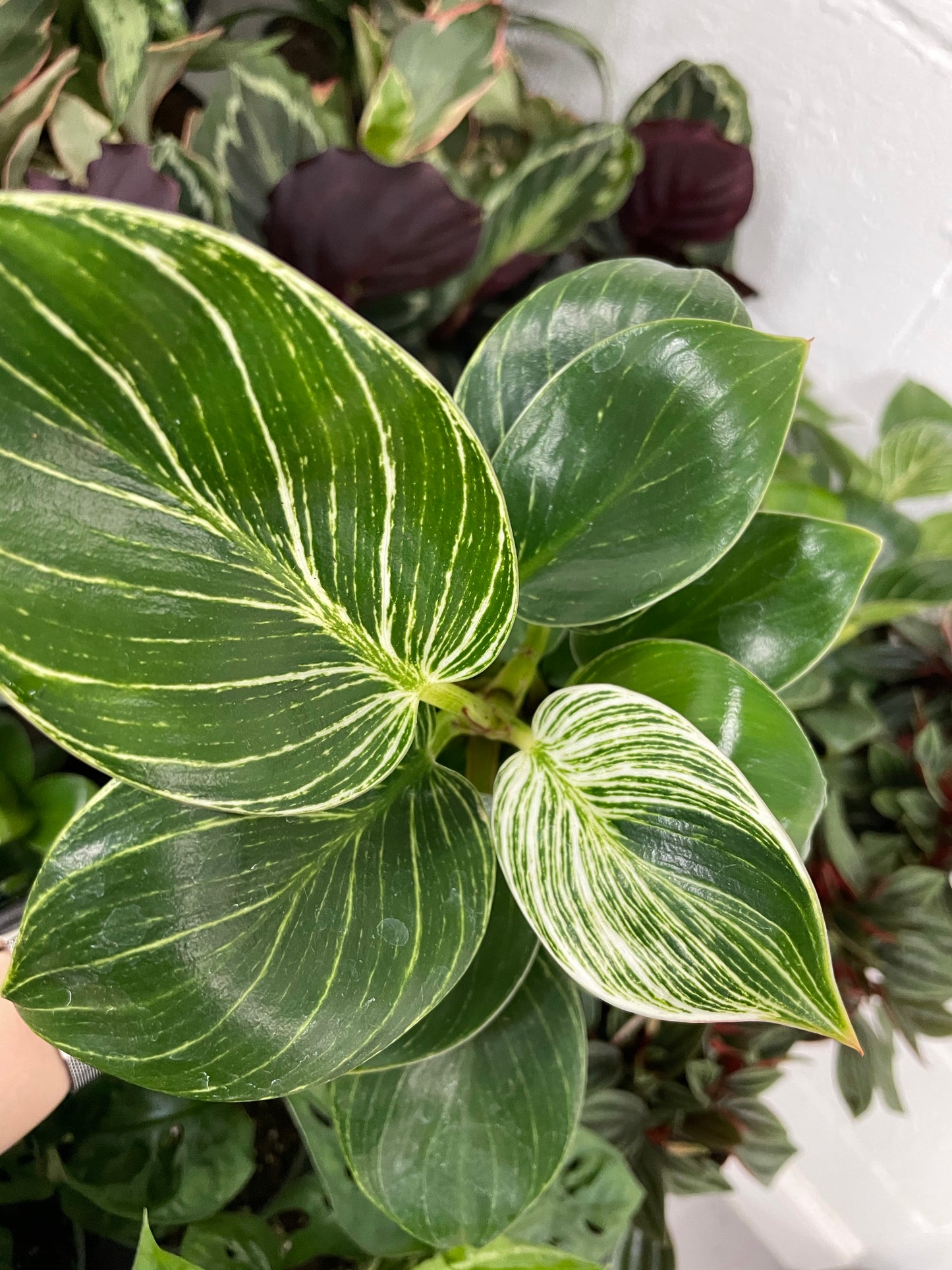 Philodendron Birkin
