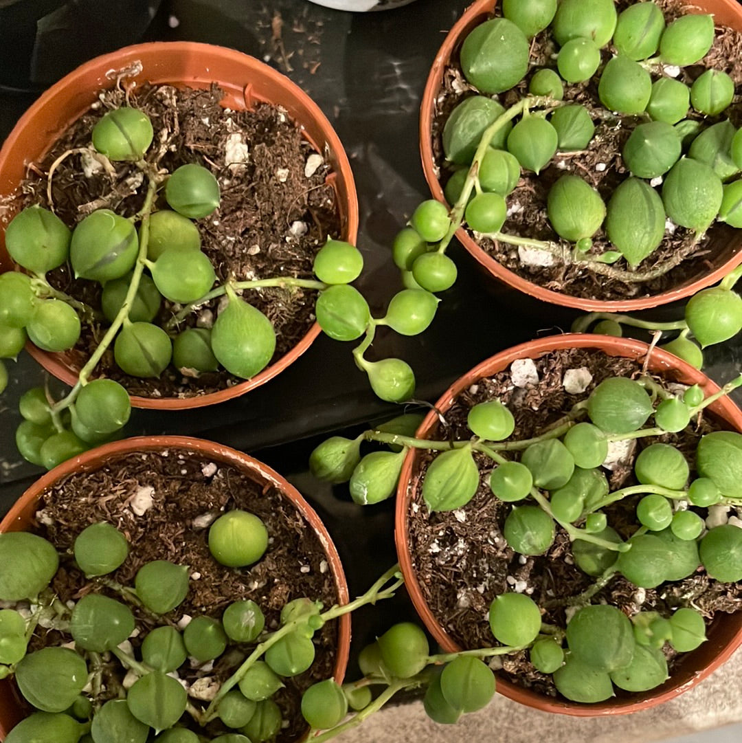 String of Pearls