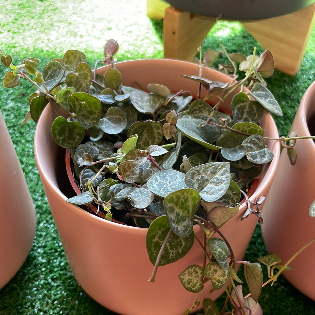 Ceropegia Woodii (String of Hearts)