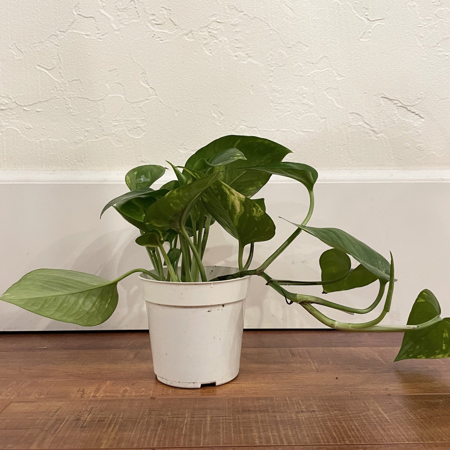 Pothos Golden