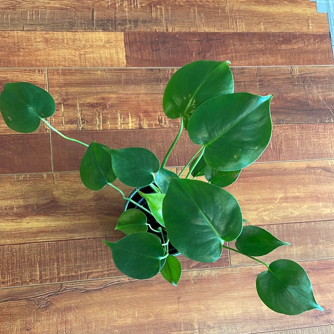 Monstera Deliciosa