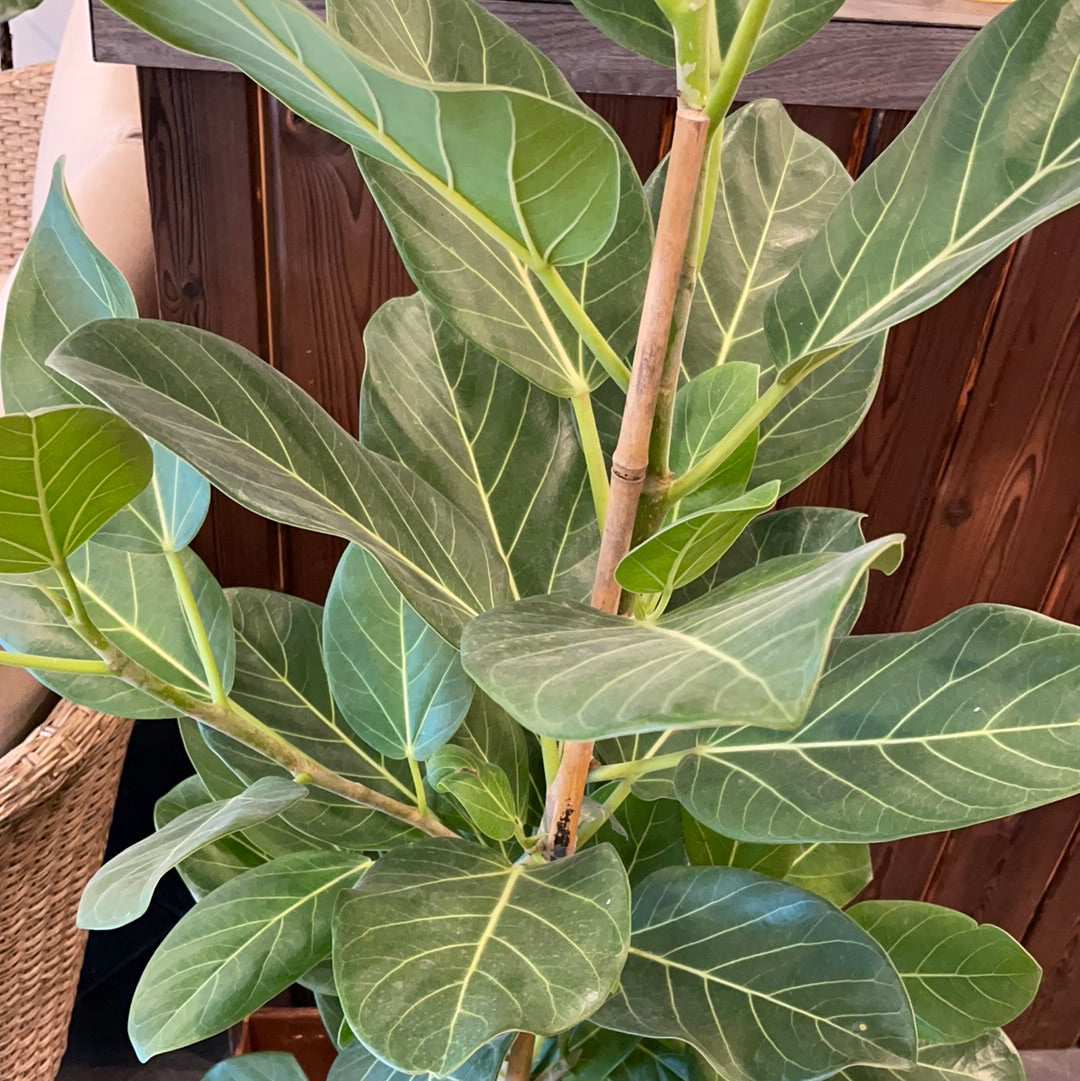 Ficus Audrey
