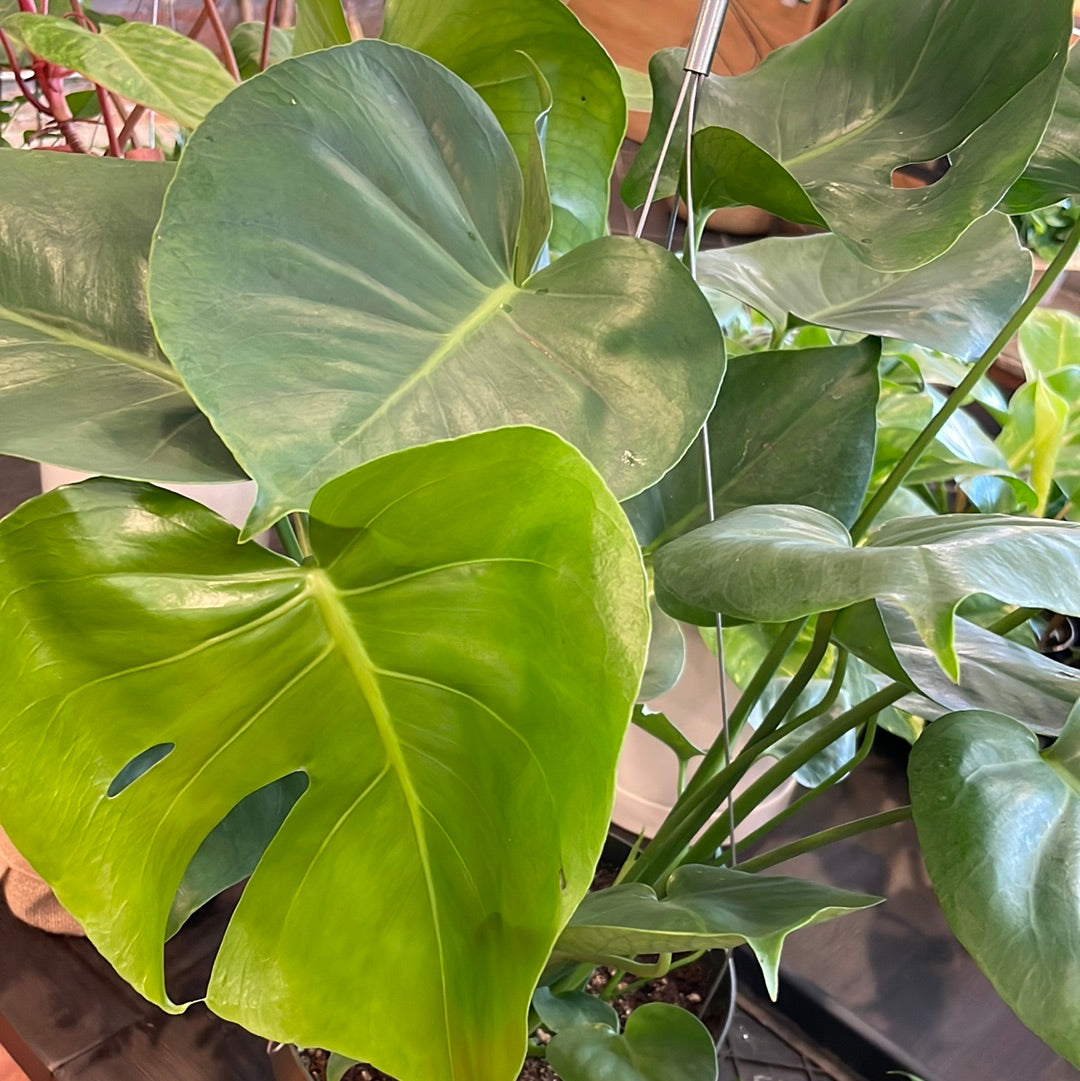 Monstera Deliciosa