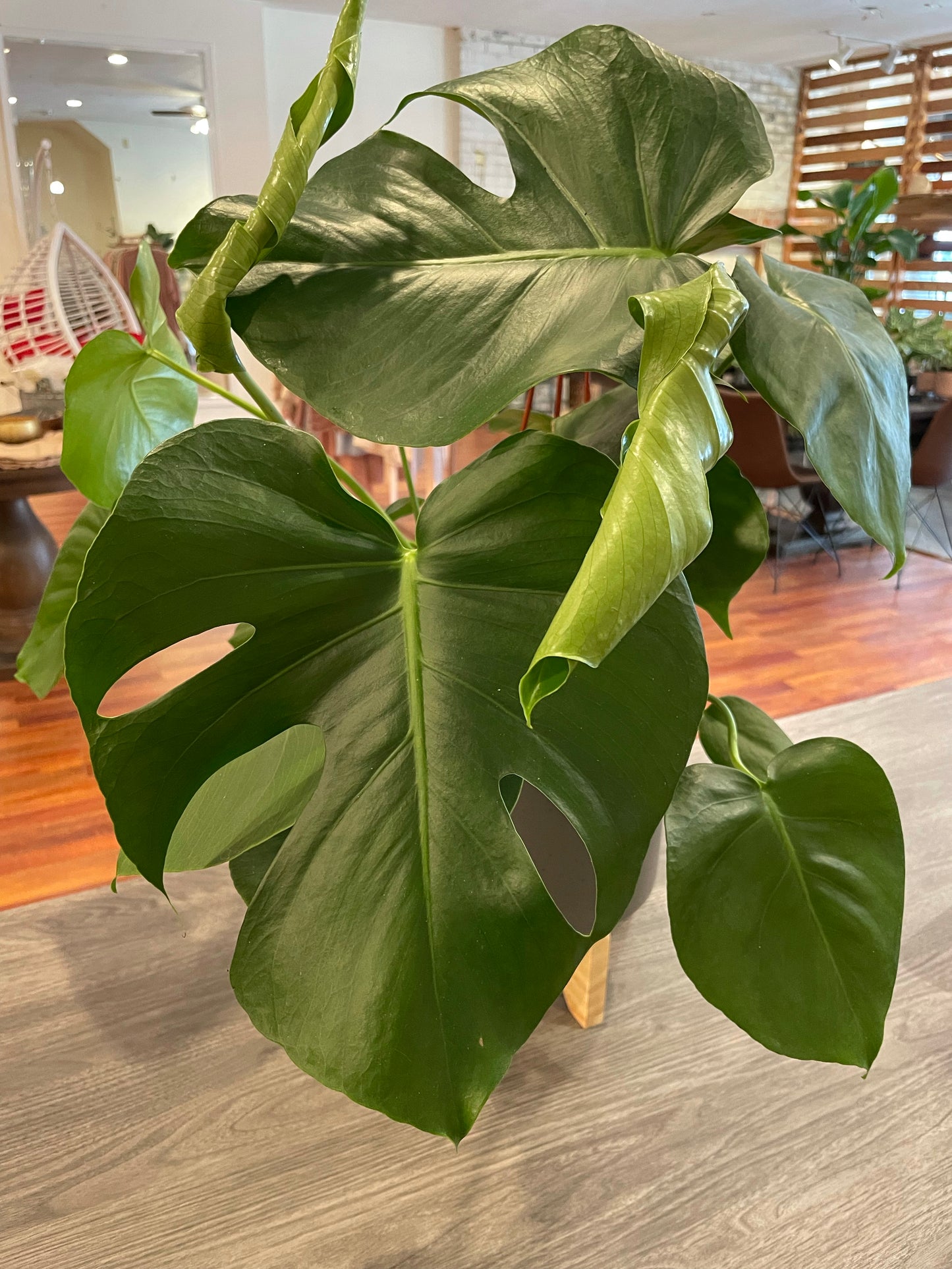 Monstera Deliciosa
