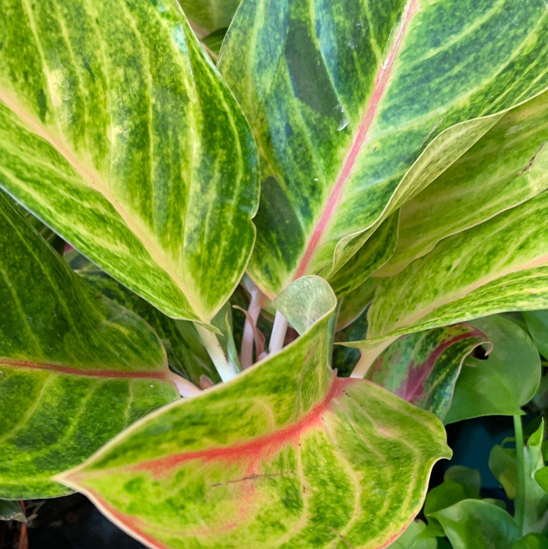 aglaonema green papaya Aglaonema Golden Papaya – Boutique Dandelion