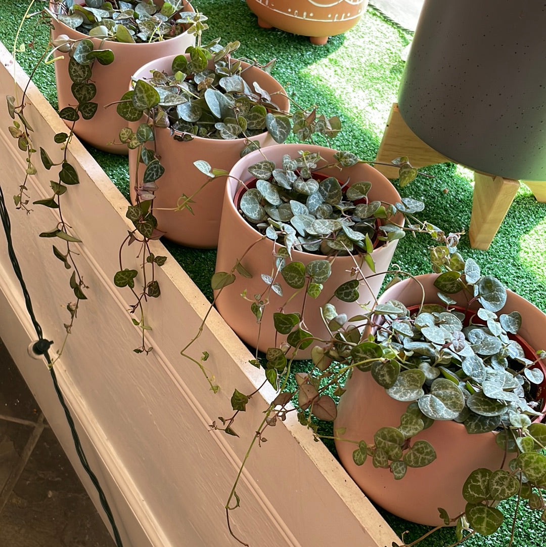 Ceropegia Woodii (String of Hearts)