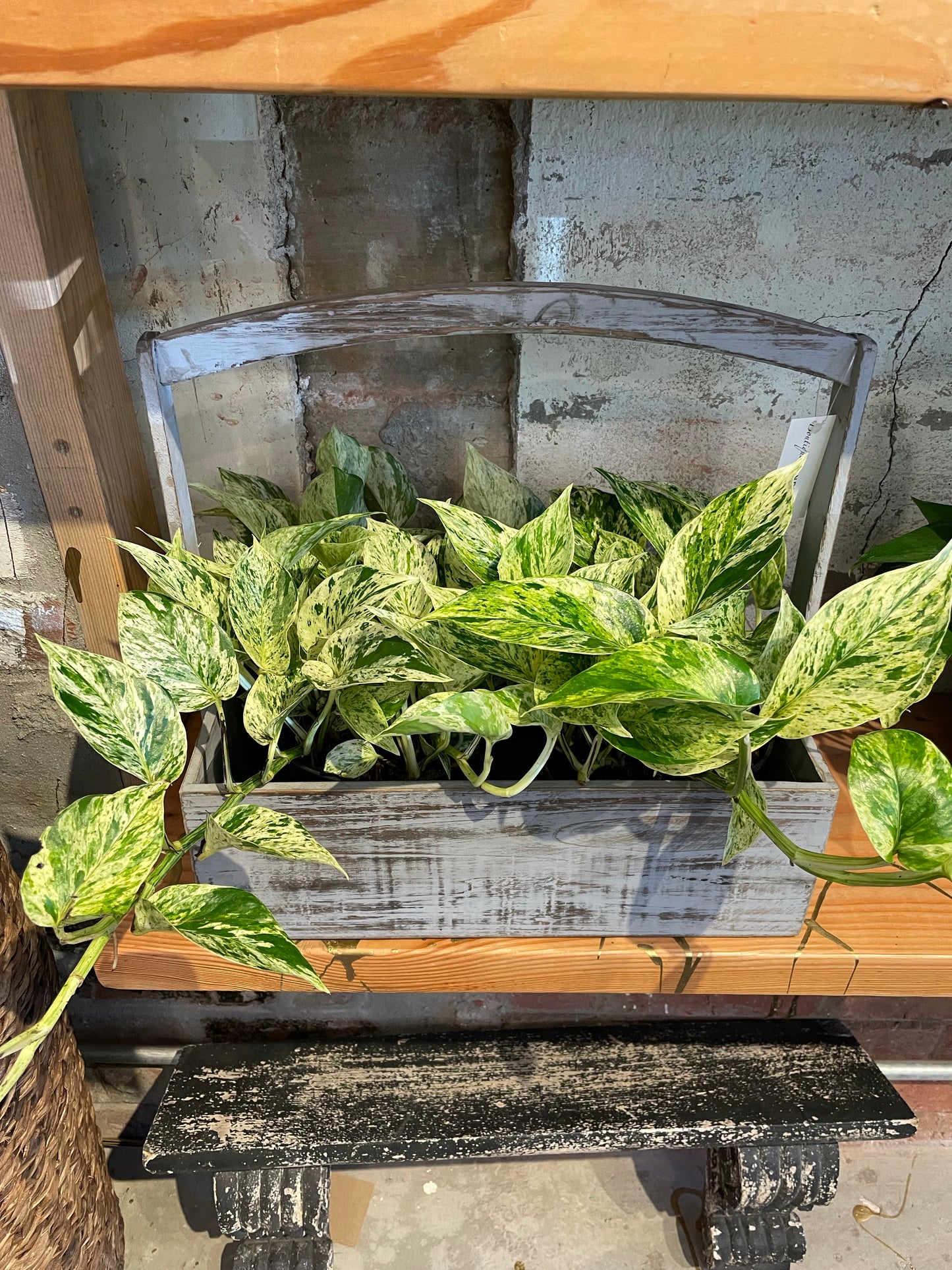 Pothos Marble Queen