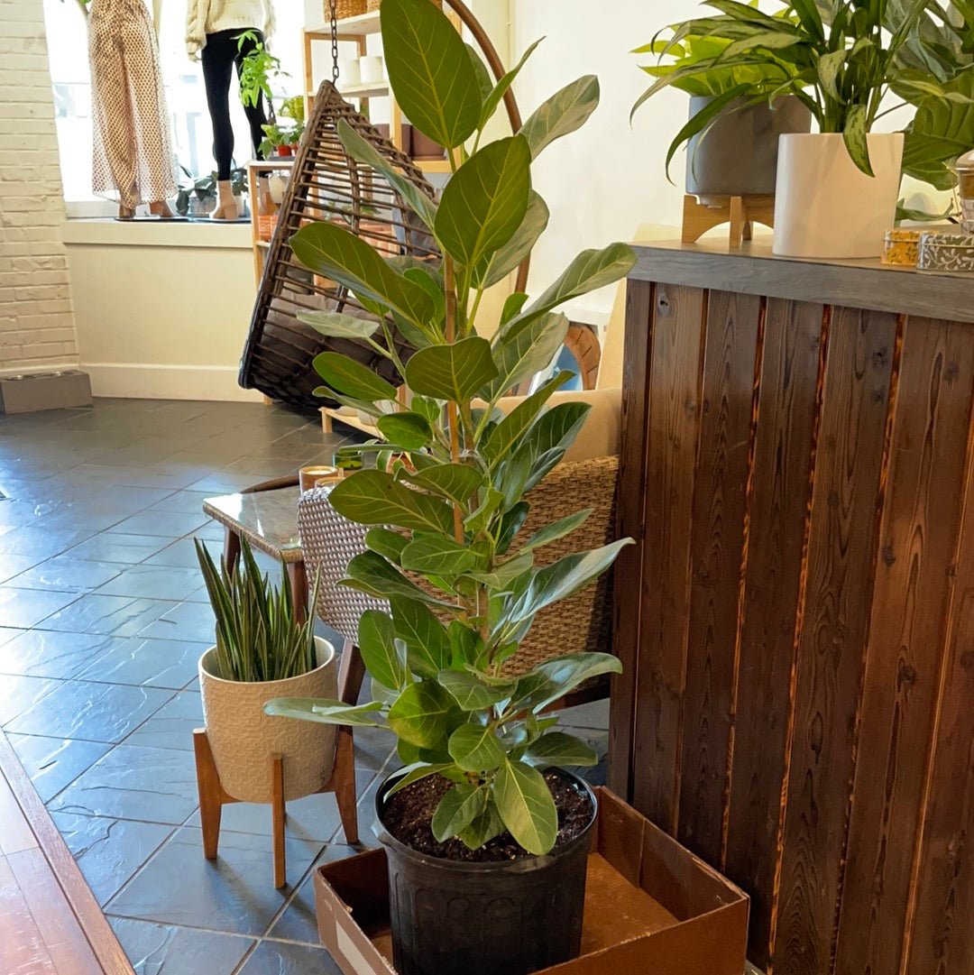 Ficus Audrey