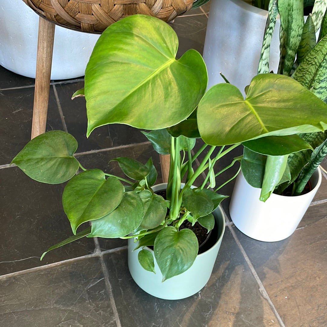 Monstera Deliciosa