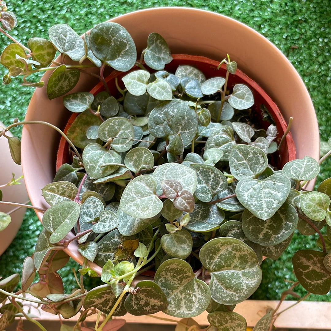 Ceropegia Woodii (String of Hearts)