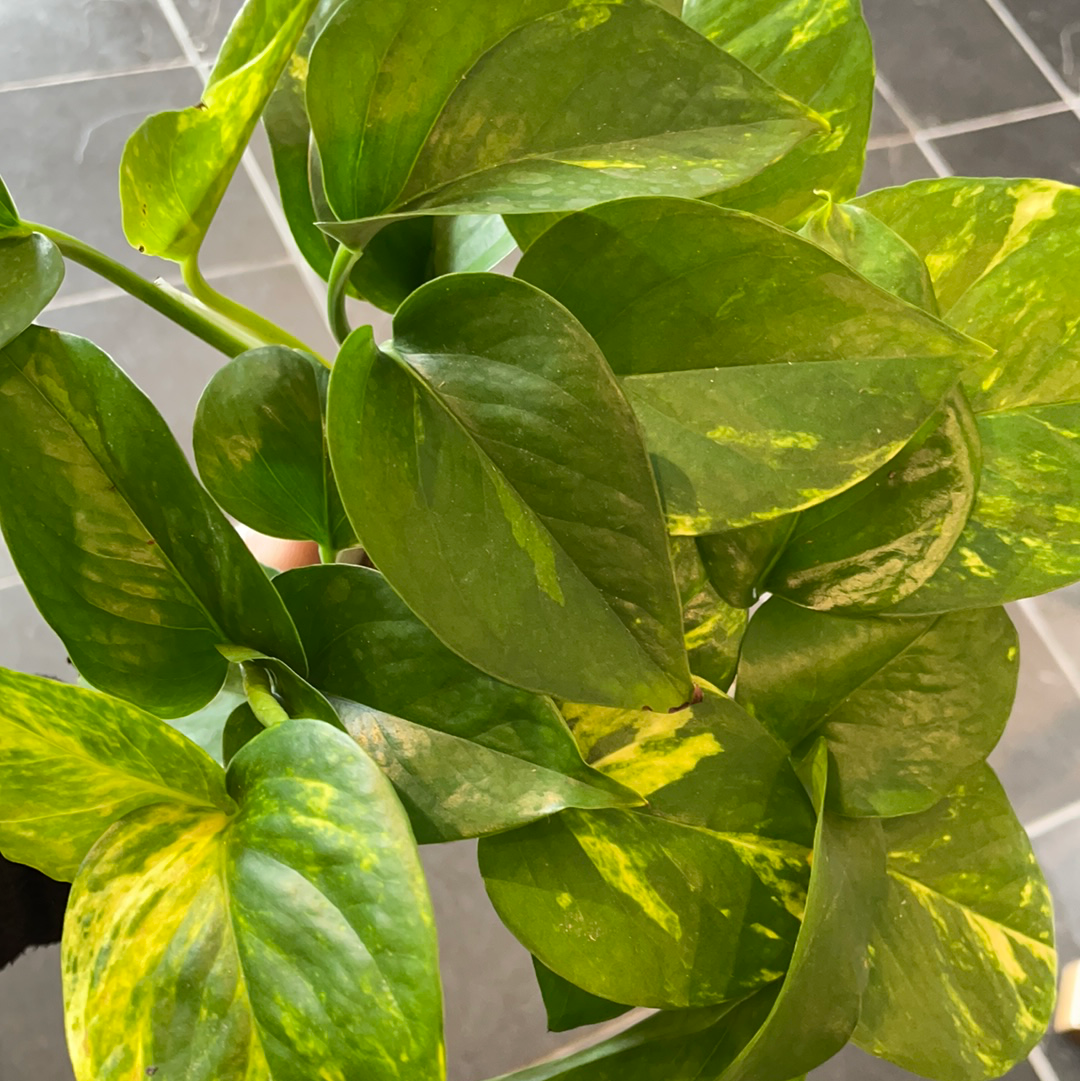 Pothos Golden