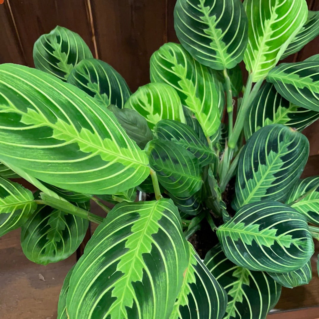 Maranta Lime Green