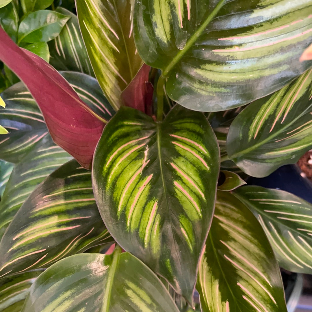 Calathea Beauty Star