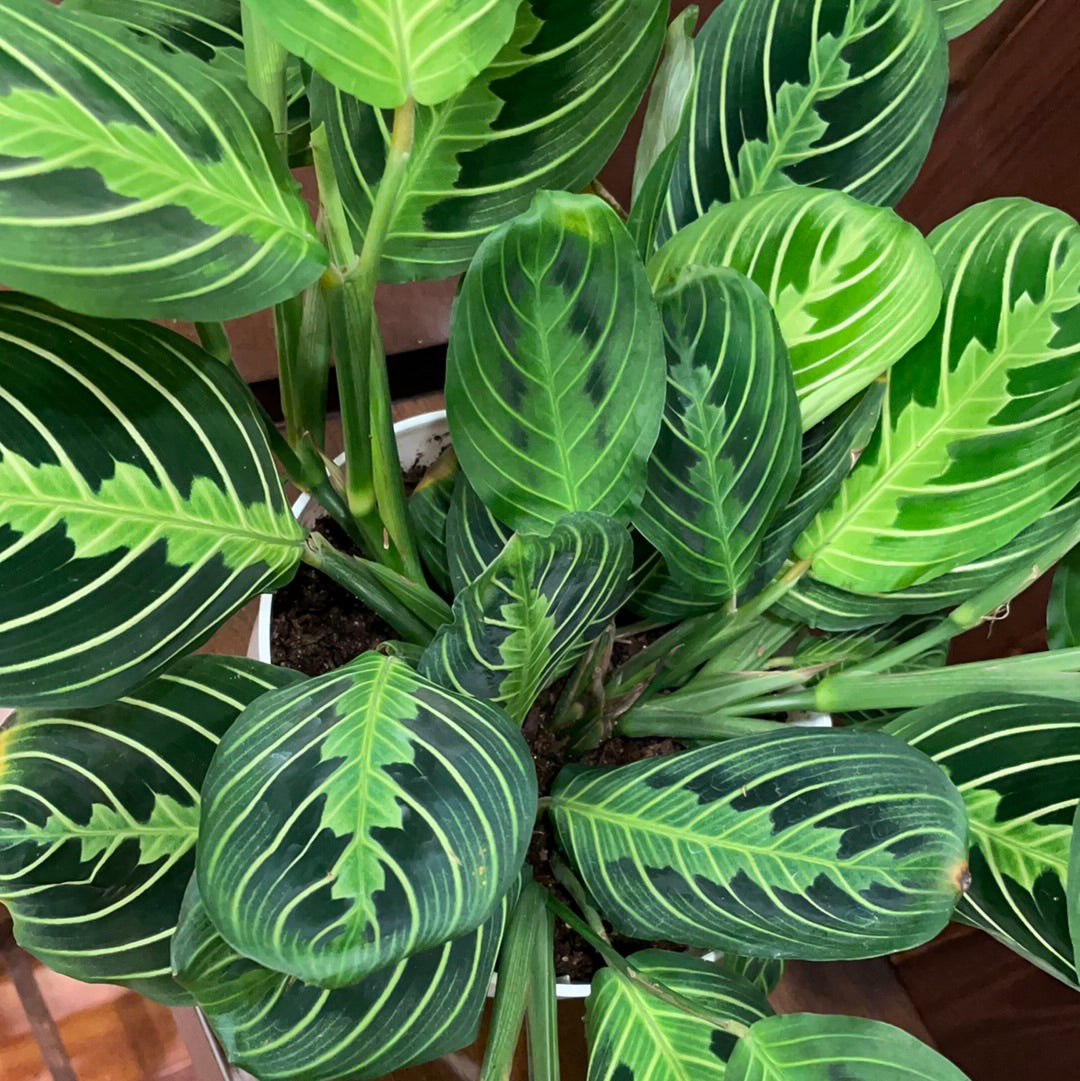 Maranta Lime Green