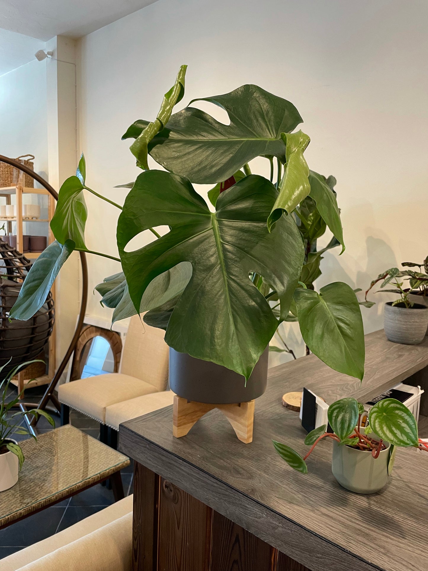 Monstera Deliciosa