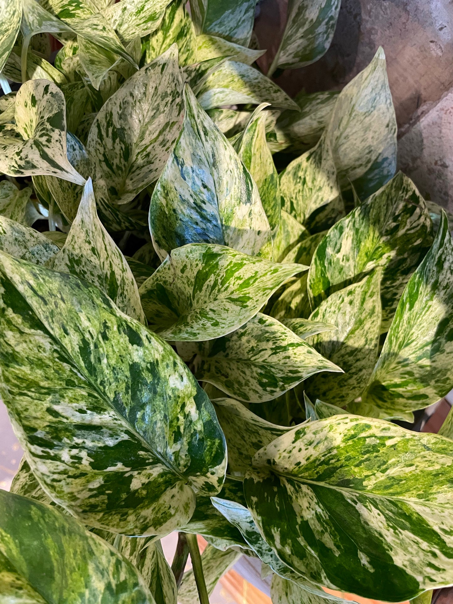 Pothos Marble Queen