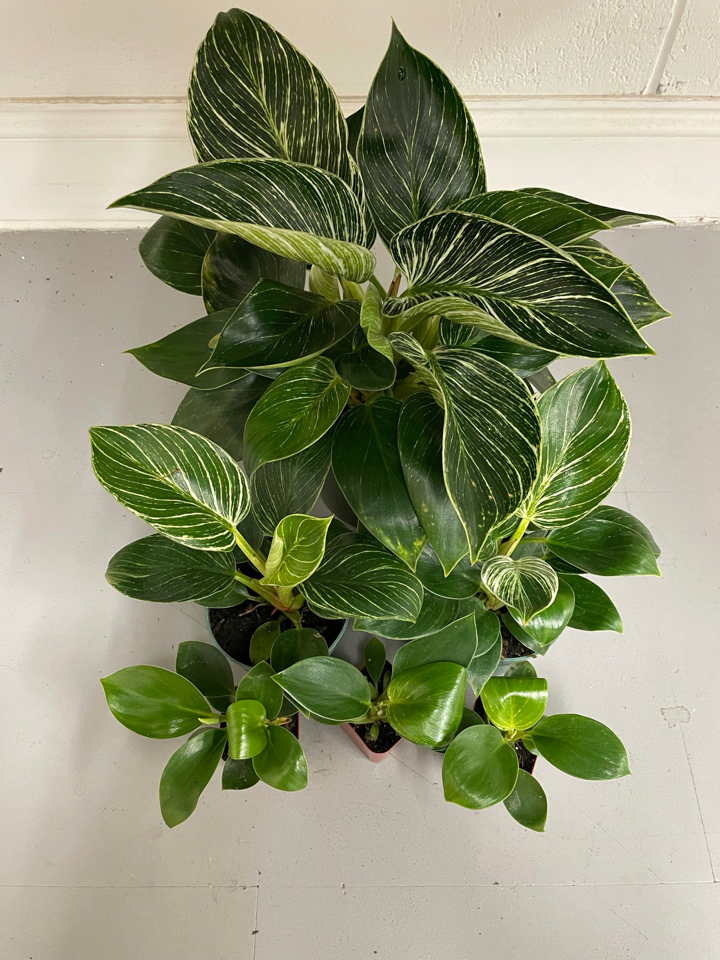 Philodendron Birkin
