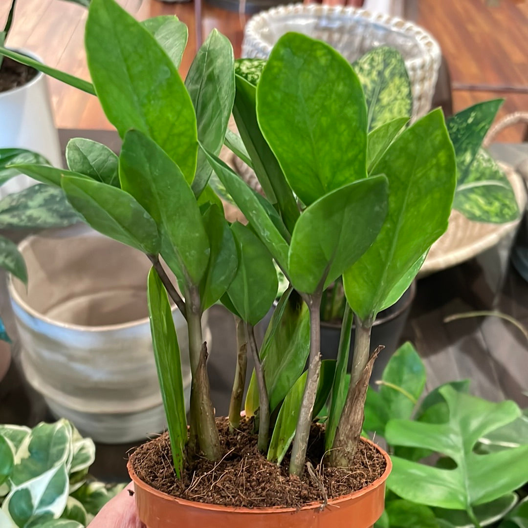 Zamioculcas Zamiifolia (ZZ Plant)