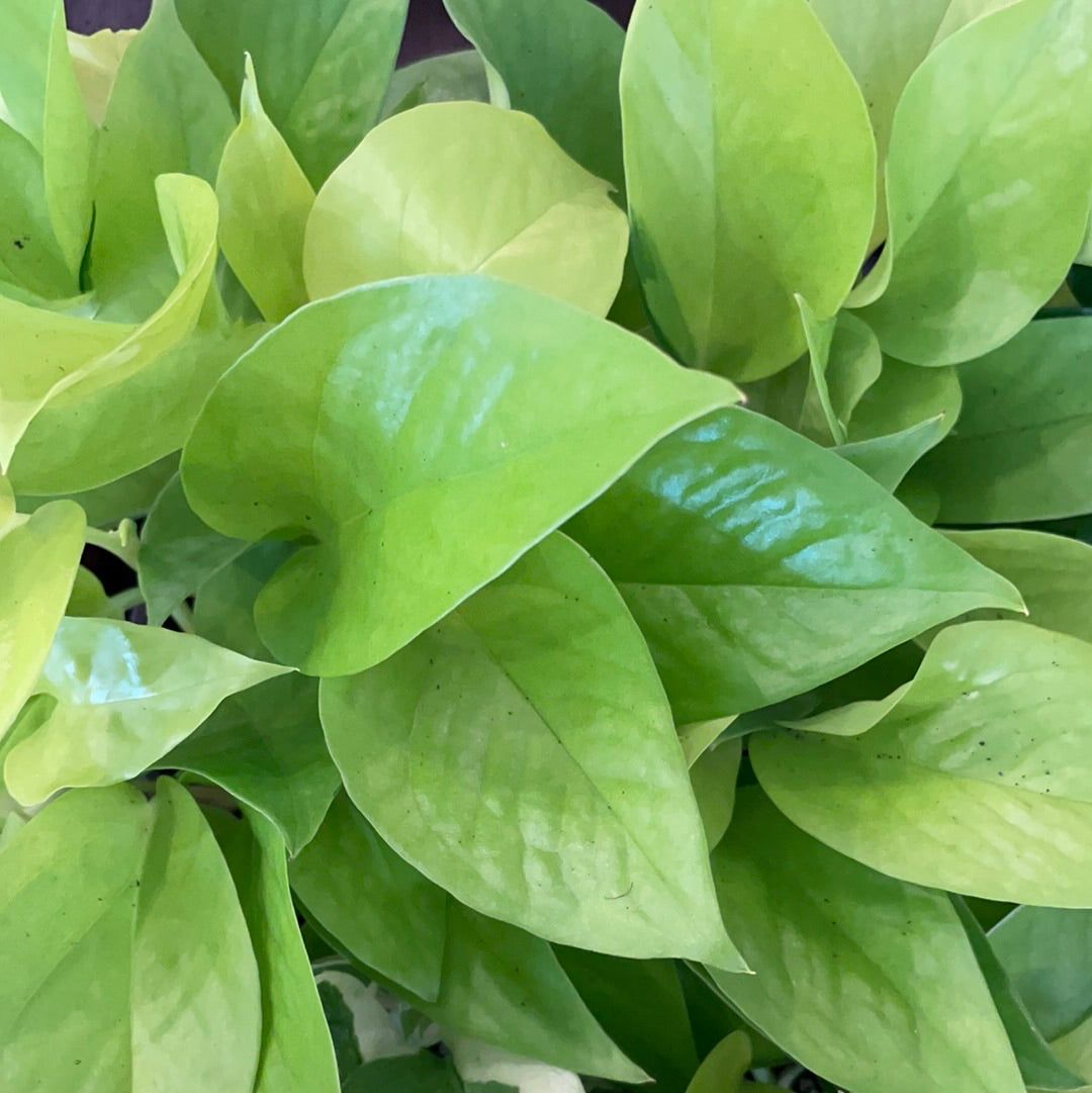 Pothos Neon