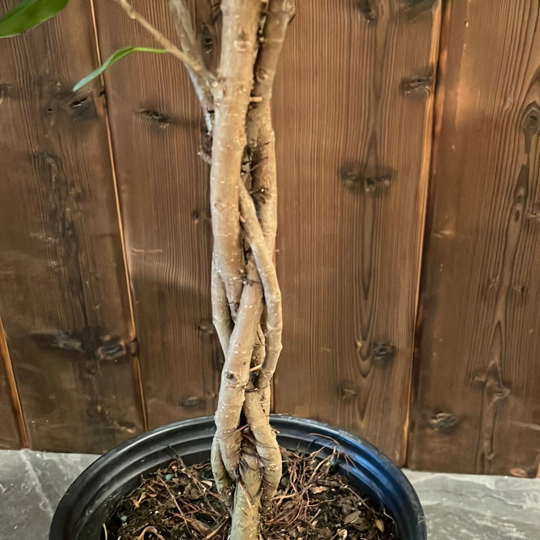 Ficus Moclame Braid
