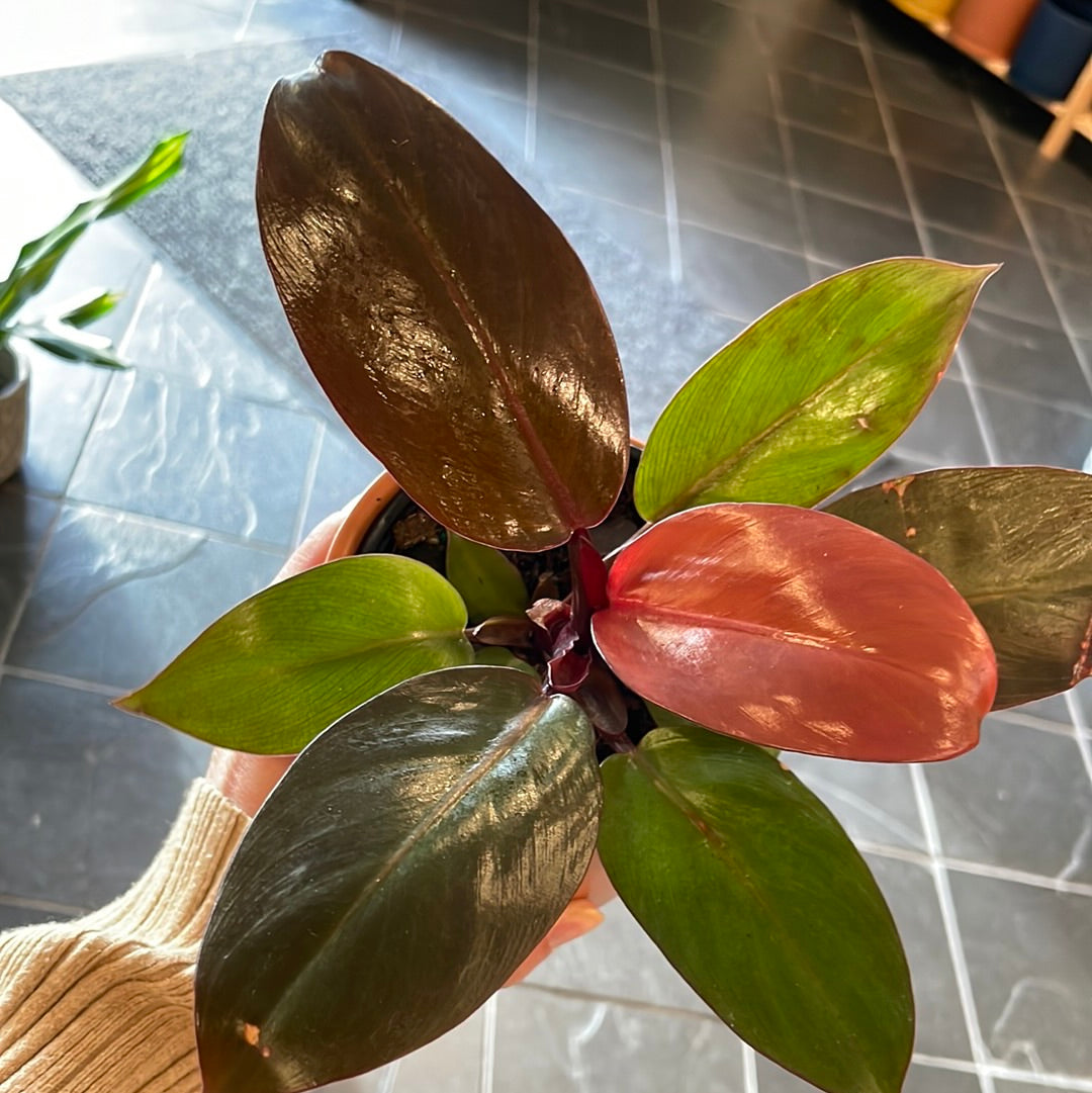 philodendron cherry red price philippines Philodendron Red Cherry – Boutique Dandelion