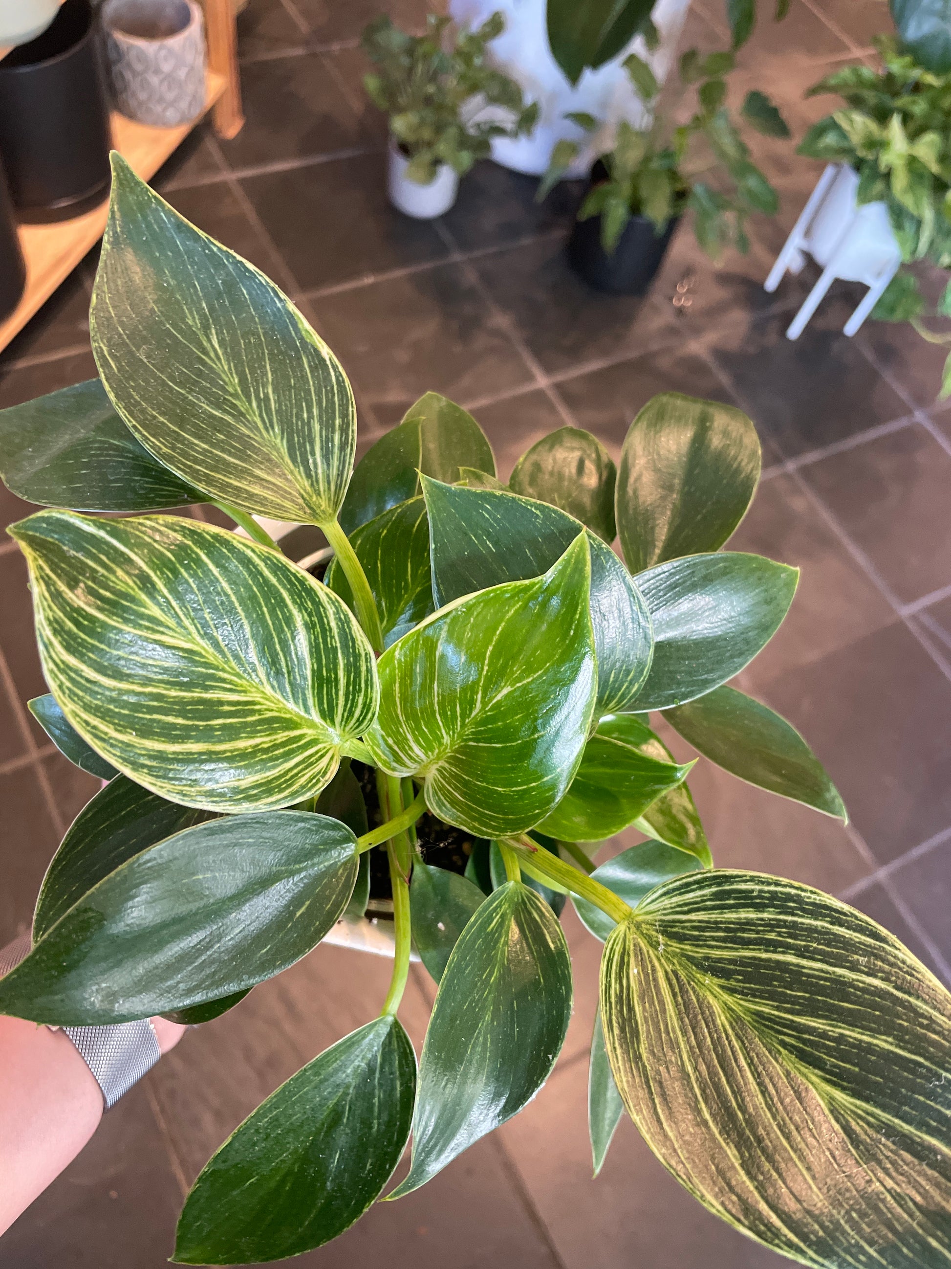 philodendron birkin light Philodendron Birkin – Boutique Dandelion
