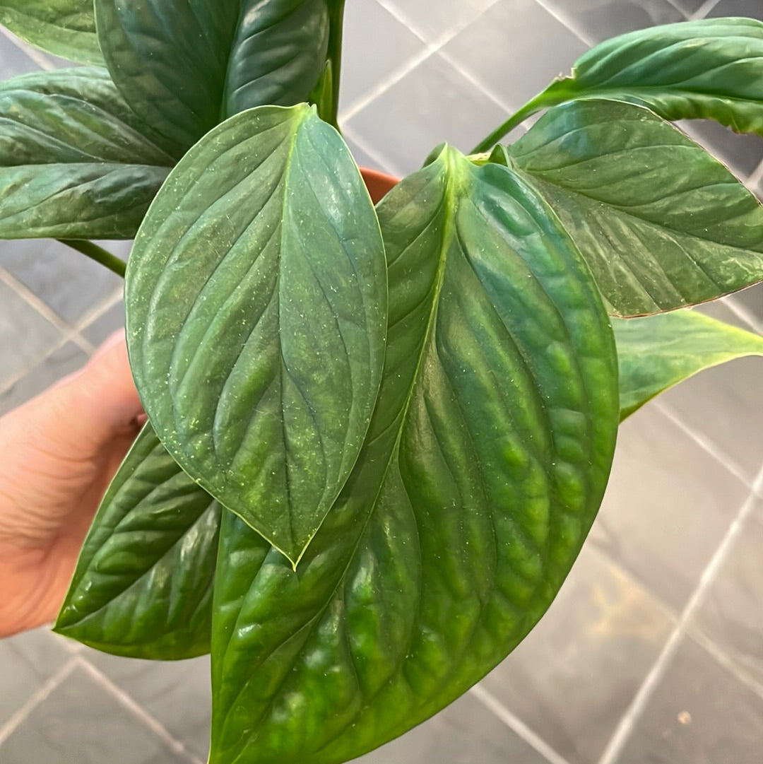 Monstera Siam