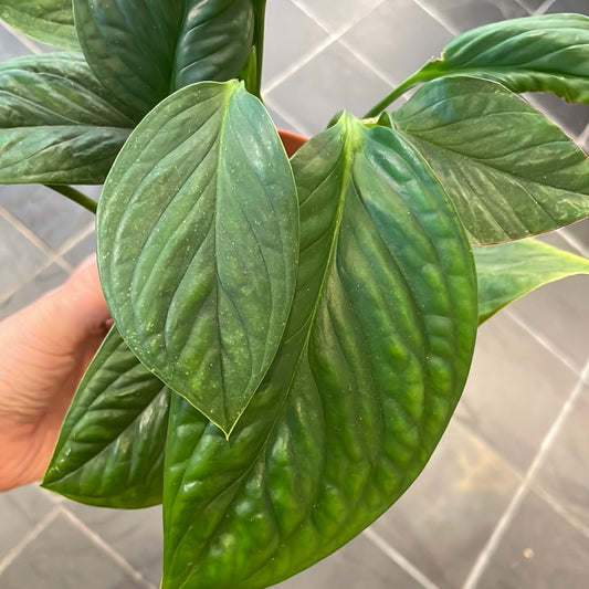 Monstera Siam