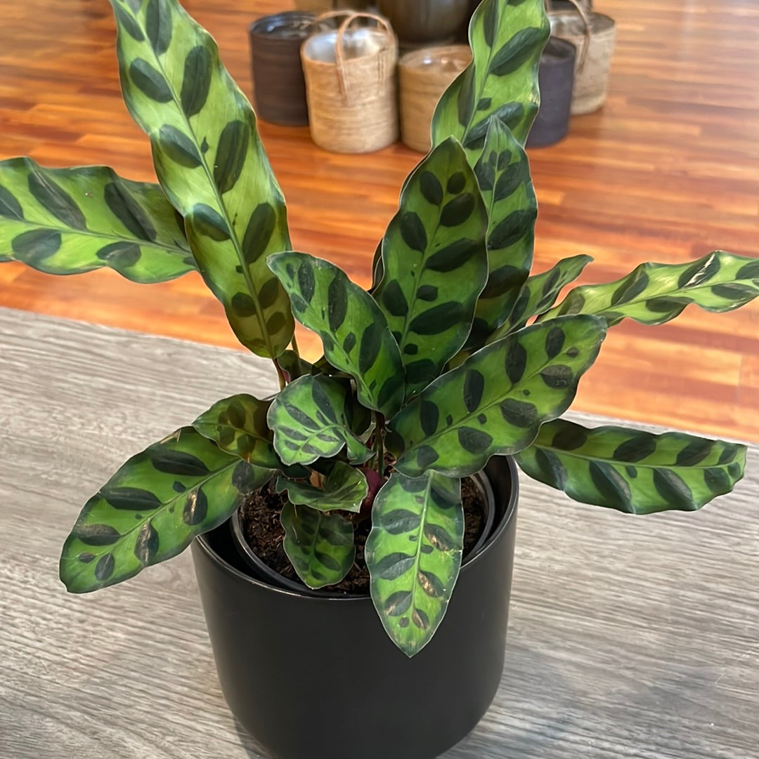 Calathea Lancifolia