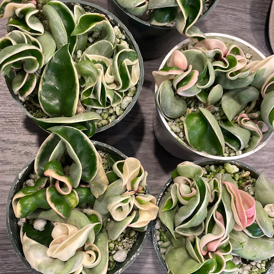 Hoya Hindu Rope Variegated
