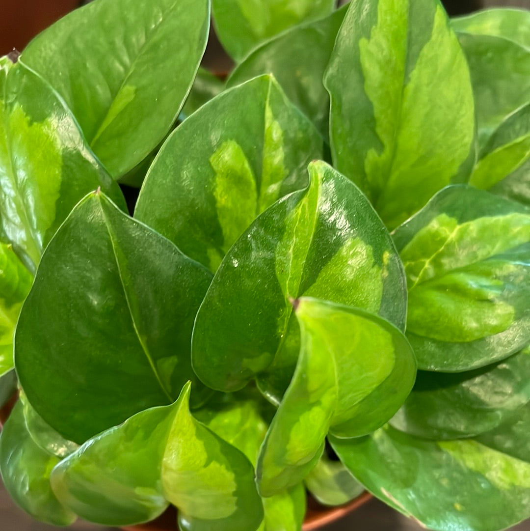 Pothos Global Green