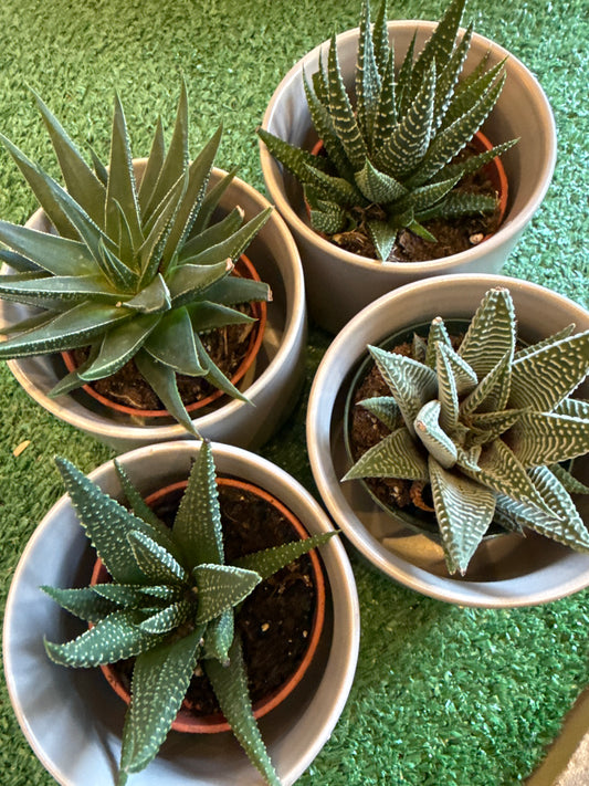 Haworthia Assorted