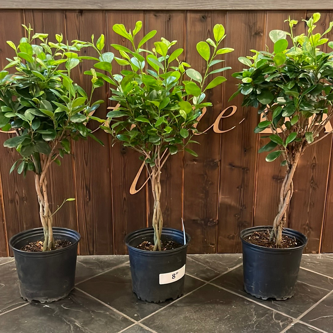 Ficus Moclame Braid