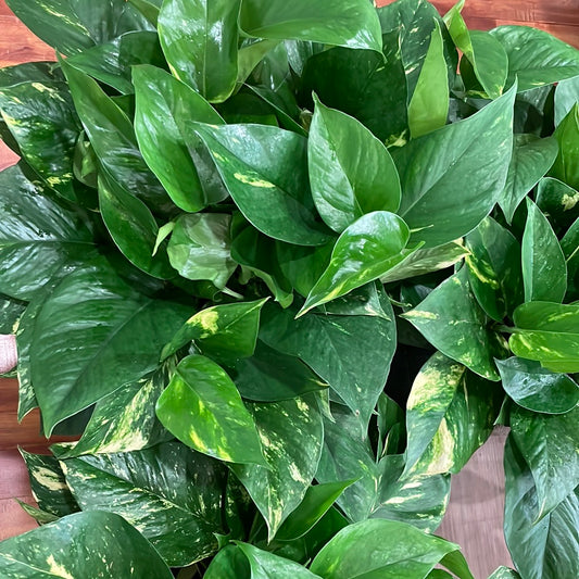 Pothos Golden Premium