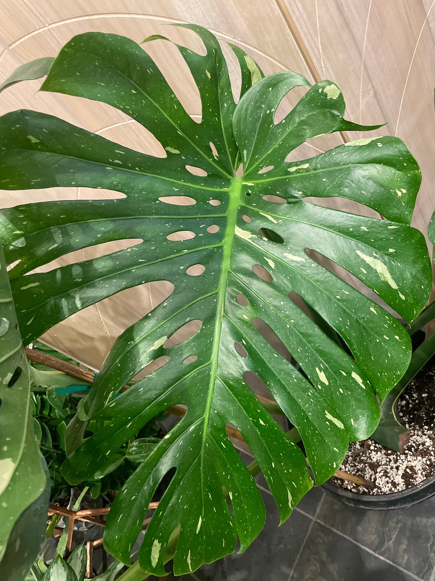 Monstera Deliciosa Thai Constellation