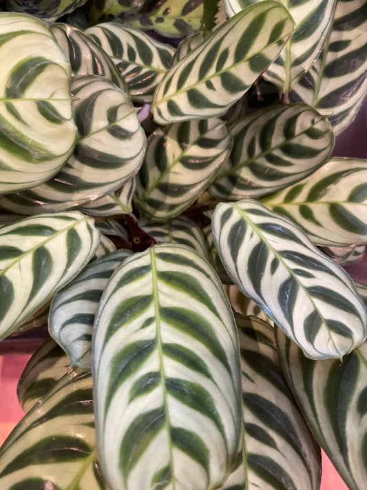 Calathea Burle Marxii
