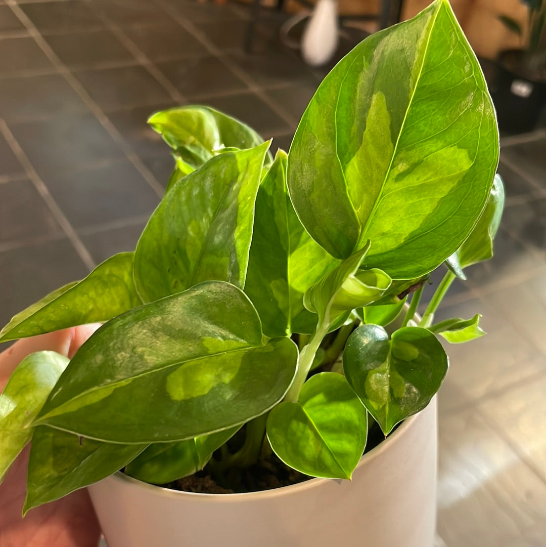 Pothos Global Green