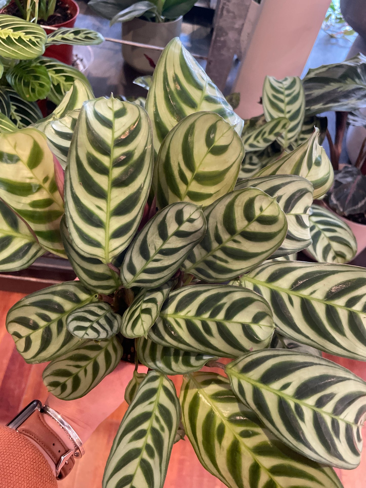Calathea Burle Marxii