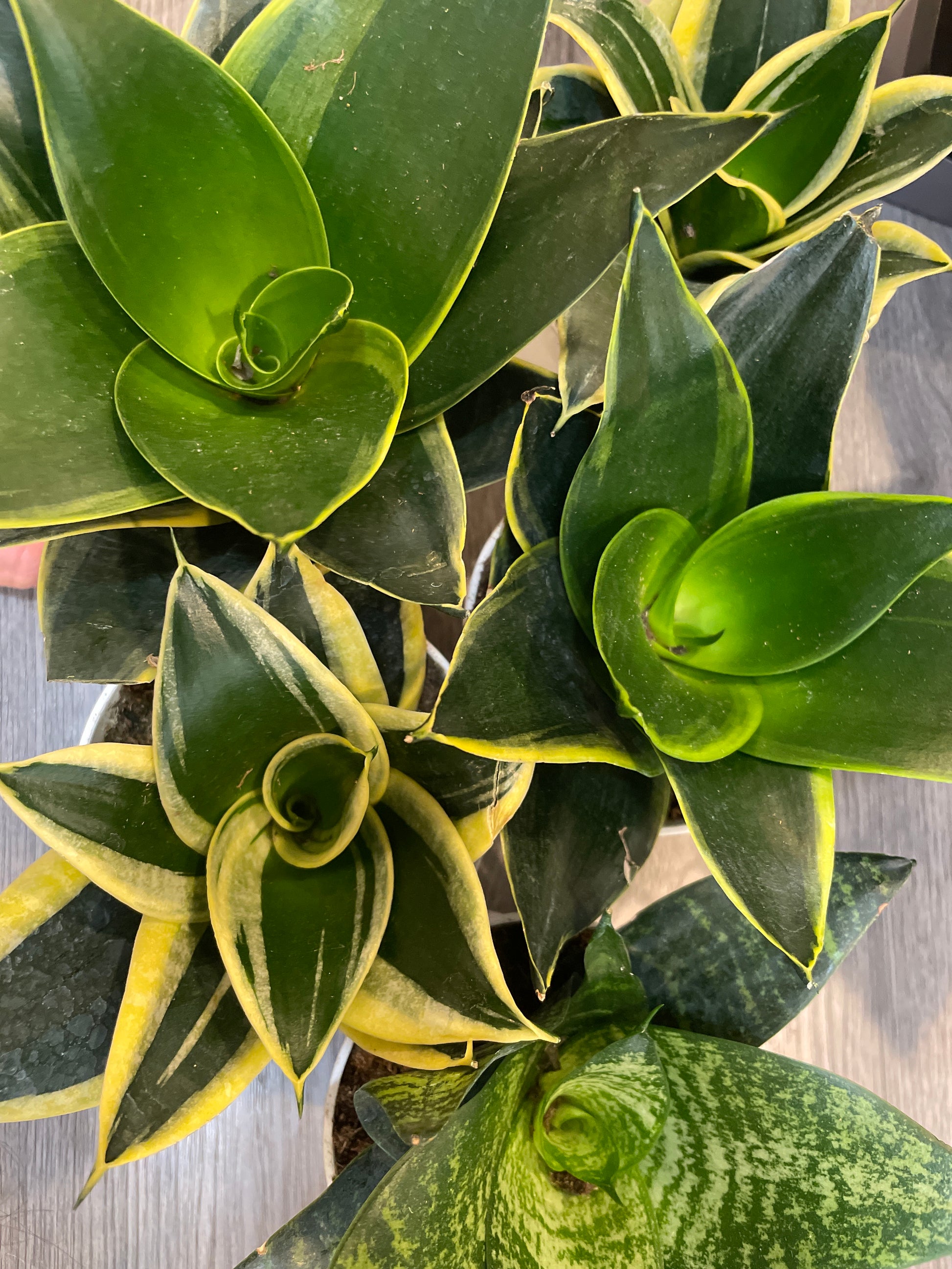 sansevieria assorted Sansevieria Hahnii Assorted – Boutique Dandelion