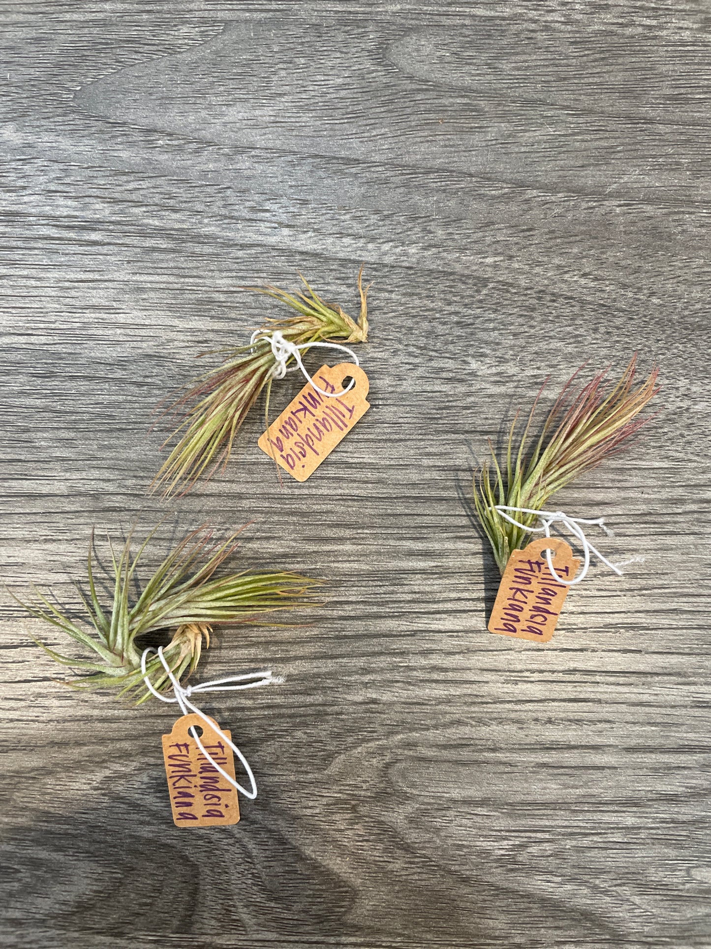 Tillandsia Funckiana (Air Plant)