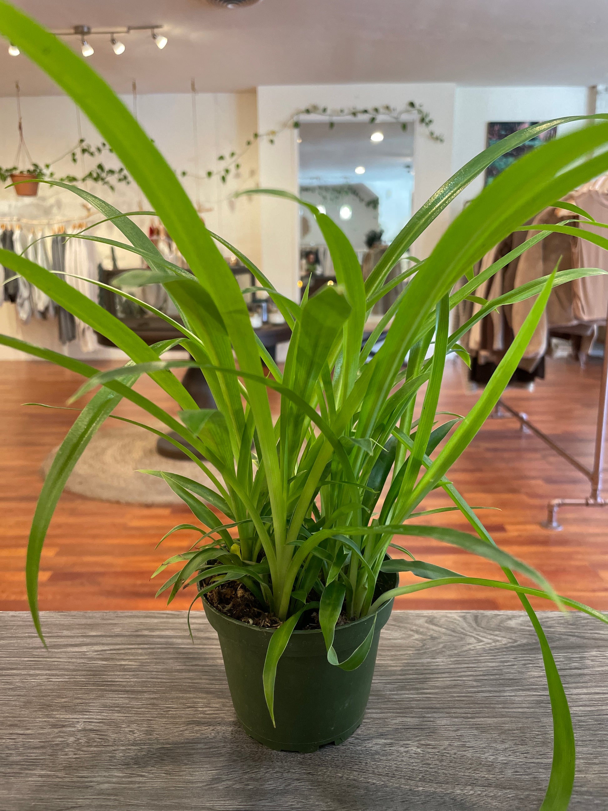 spider plants direct sunlight Spider Green – Boutique Dandelion