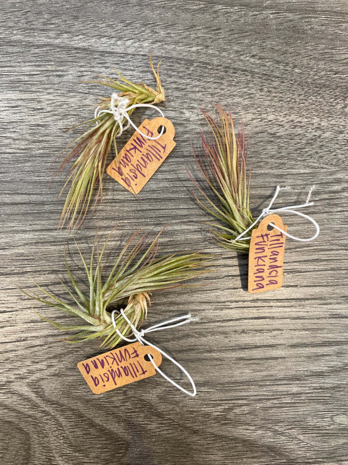 Tillandsia Funckiana (Air Plant)