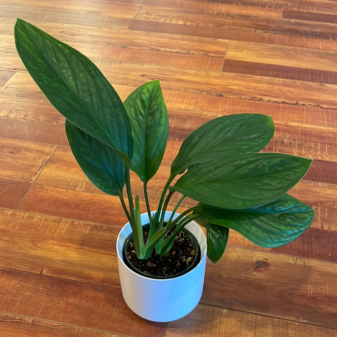 Monstera Siam