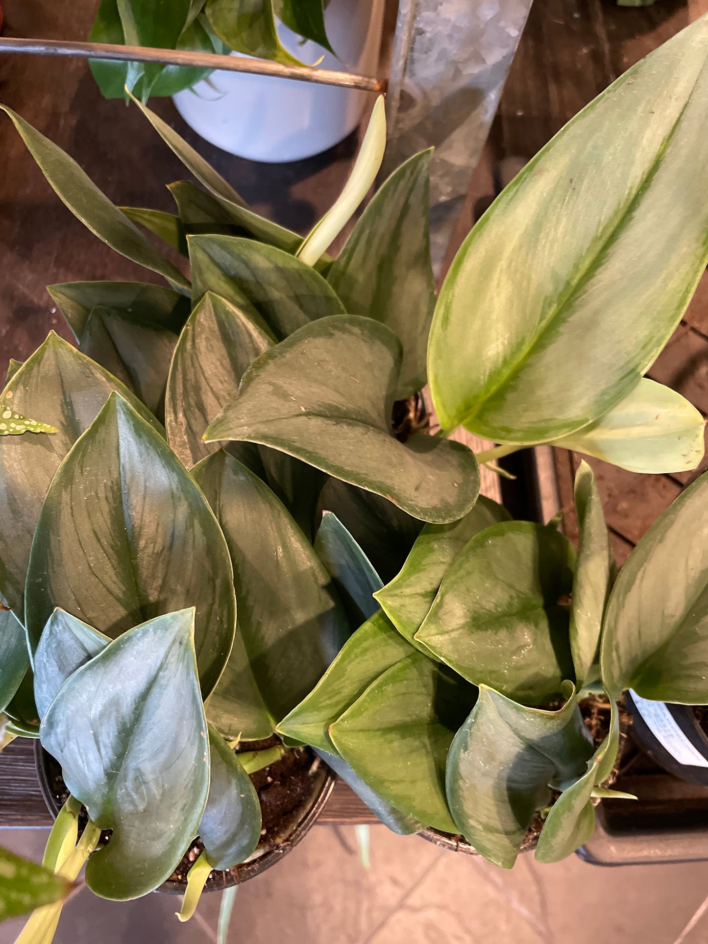 Pothos Treubii Moonlight